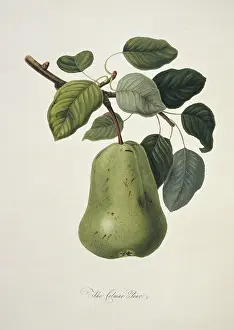 Pyrus: Pyrus sp. pear (Colmart Pear)