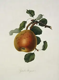 Pyrus: Pyrus sp. pear (Gansel's Bergamot Pear)