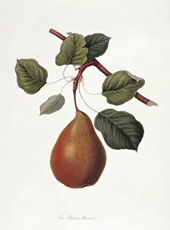 Pyrus: Pyrus sp. pear (The Brown Beurre Pear)