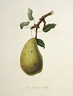 Pyrus: Pyrus sp. pear (True St. Germain Pear)