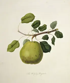 Pyrus: Pyrus sp. pear (Wormsley Bergamot Pear)