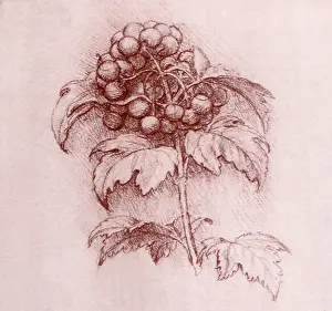 Pyrus: Pyrus Torminalis, by Leonardo da Vinci