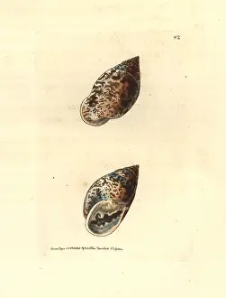 Elford: Pythia scarabaeus snail