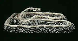 Coil: Python molurus, tiger python