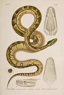 Scaled: Python sebae, African rock python