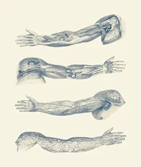 Longus: A quad-view diagram of the human arm and hand