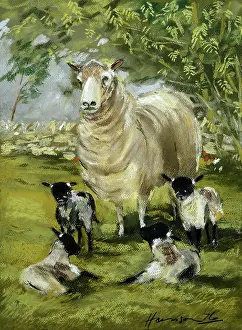 Quads: The Quads ? sheep with four lambs