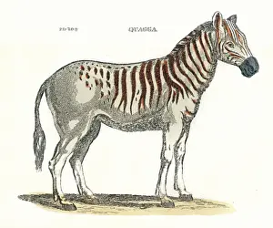 Quagga: Quagga