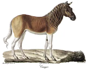 Bookplate: Quagga