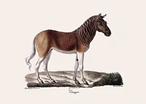 Cuvier: Quagga