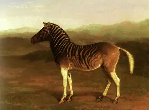 Fore: Quagga