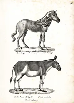Quagga: Quagga (extinct) and onager (endangered)