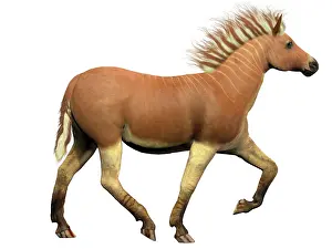 Equine: The Quagga is an extinct subspecies of the plains zebra