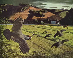 Quail: Quail