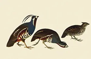 Follows: Quail and Bobwhite
