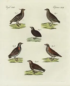 Bertuchs: Quail, bobwhite, Madagascar buttonquail, and