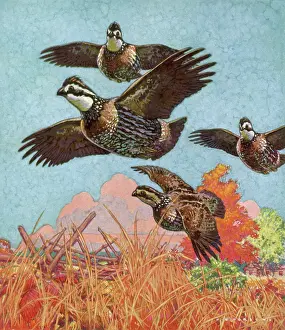Parsons: Four Quail in Flight