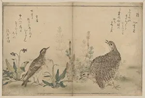 Quail: Quail and Meadowlark