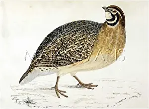 Coturnix: QUAIL/MORRIS