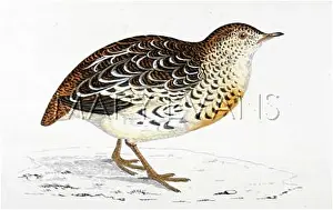 Sylvatica: QUAIL (MORRIS)