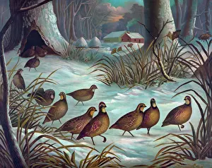 C1883: Quail seeking breakfast