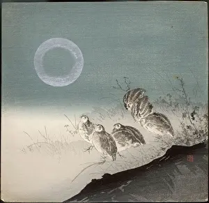 Subtle: Quail in the silver moonlight