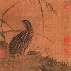 Amidst: Quail on Slope