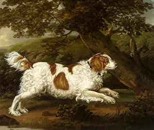 Chalon: Quaile, an English Water Spaniel