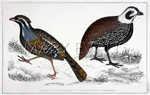 Montezumas: TWO QUAILS