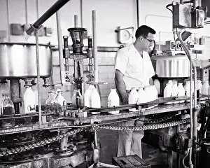 Dairying: Quart Glass Milk Bottles Being Filled and Capped
