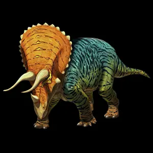 Ceratopsidae: Three quarter view of a Triceratops