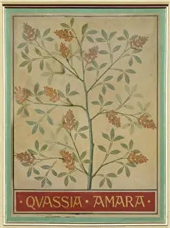 Amara: Quassia amara, quassia