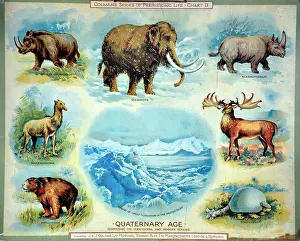Rhino: Quaternary Age