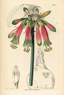 Amaryllis: Queen amaryllis, Phaedranassa dubia
