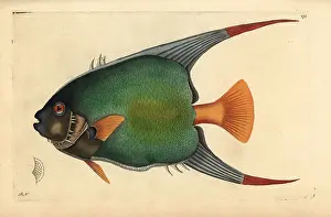Ciliaris: Queen angelfish, Holacanthus ciliaris