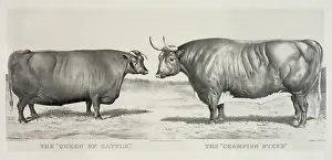 C1886: The queen of cattle: the champion steer