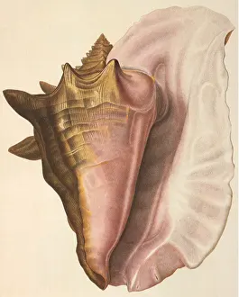 Conch: Queen Conch Shell