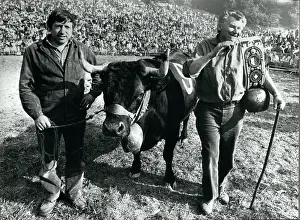 Romana: Queen of the Cows, Valais, Switzerland