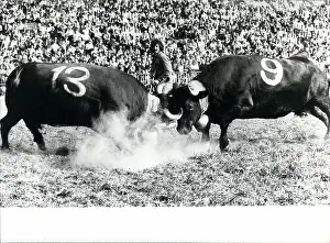 Romana: Queen of the Cows, Valais, Switzerland