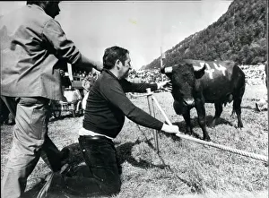 Romana: Queen of the Cows, Valais, Switzerland