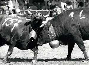Lasts: Queen of the Cows, Valais, Switzerland