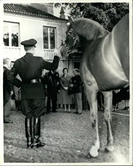Belem: Queen Elizabeth II state visit to Lisbon, Portugal - horse
