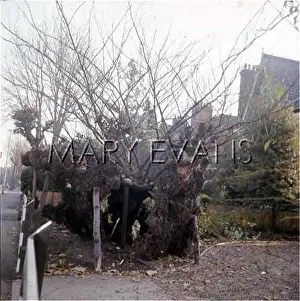 Se15: QUEEN ELIZABETH'S ELM