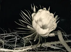 Whitsun: Queen of the Night flower blossoms