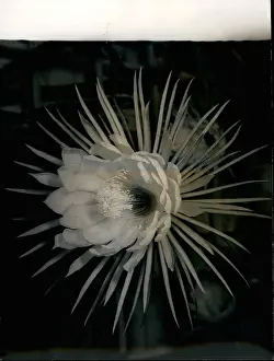 Marvelous: Queen of the Night flower blossoms