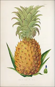 Queen Pineapple