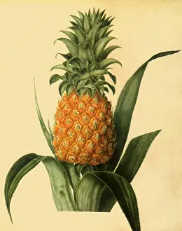Hooker: Queen Pineapple