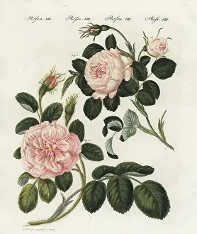 Bertuch: Queen rose and moss rose