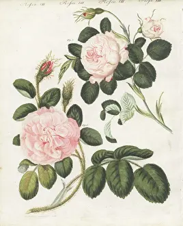 Muscosa: Queen rose, Rosa regina rubicans, and moss