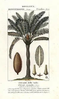 Sago: Queen sago, Cycas circinalis